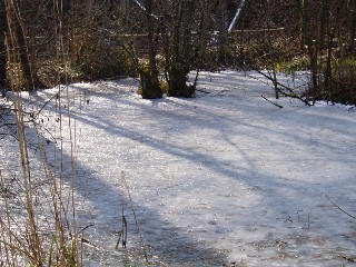 Grande cari�aie, gr�ves de Cheseaux, Champ-Pittet, Yverdon