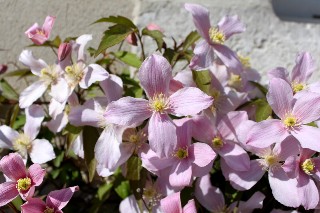 Cl�matite mai 2011