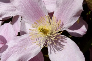 Cl�matite mai 2011