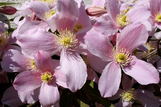 Cl�matite mai 2011