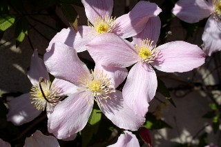 Cl�matite mai 2011