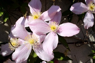 Cl�matite mai 2011