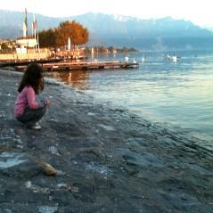 La beaut� du cygne